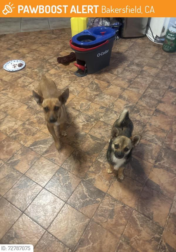 Found/Stray Female Dog last seen Pacheco rd and Huges ln, Bakersfield, CA 93304