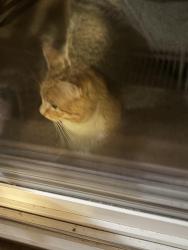 Found/Stray Male Cat last seen New Costco, Otsego, MN 55301