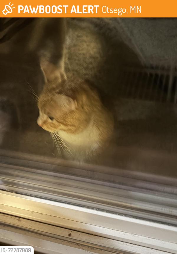 Found/Stray Male Cat last seen New Costco, Otsego, MN 55301