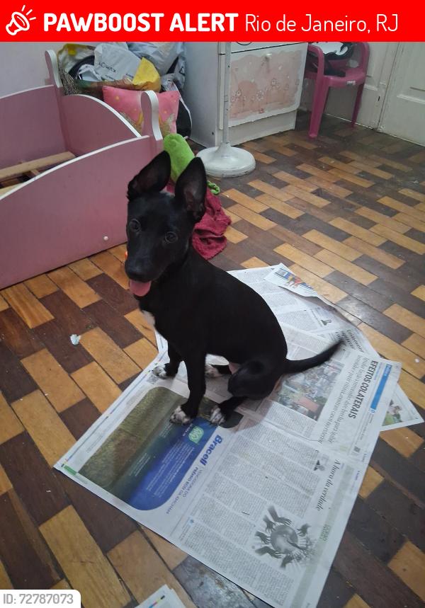 Lost Female Dog last seen Bairro de Fátima , Rio de Janeiro, RJ 