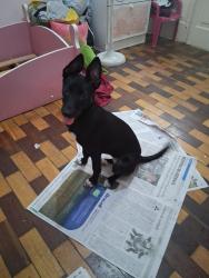 Lost Female Dog last seen Bairro de Fátima , Rio de Janeiro, RJ 