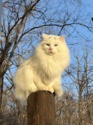 Lost Male Cat last seen Near Wasco Nursery, Campton Hills, IL 60175
