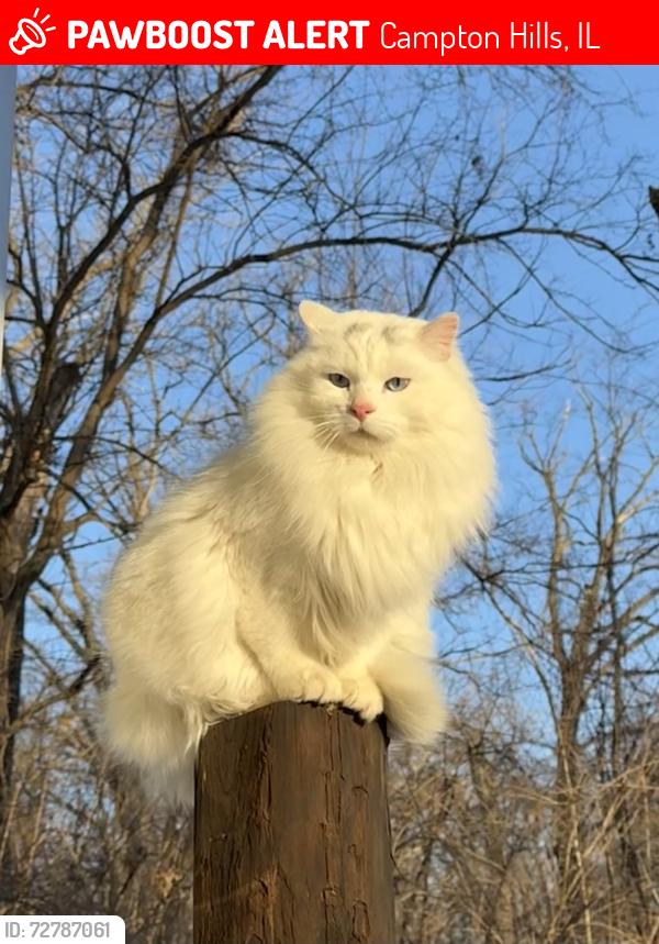 Lost Male Cat last seen Near Wasco Nursery, Campton Hills, IL 60175