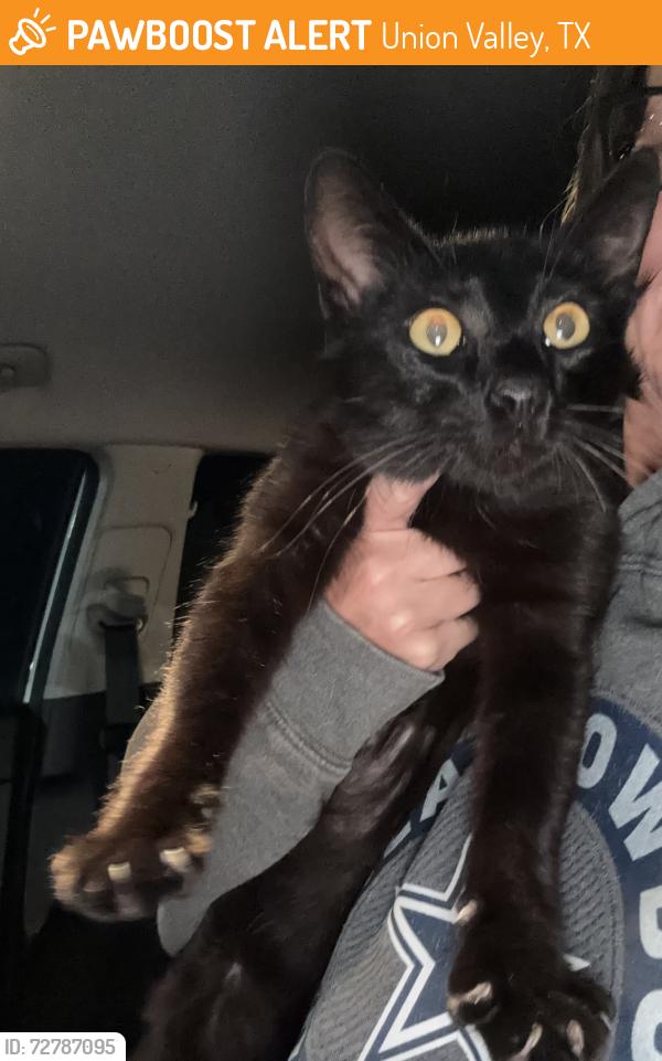 Found/Stray Female Cat last seen Munson Road behind the orange spaceship on 276. , Union Valley, TX 75189