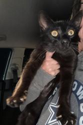 Found/Stray Female Cat last seen Munson Road behind the orange spaceship on 276. , Union Valley, TX 75189
