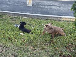 Found/Stray Unknown Dog last seen Quail Roost Drive and SW 114th Street, Miami-Dade County, FL 33157