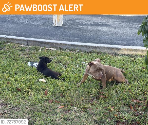 Found/Stray Unknown Dog last seen Quail Roost Drive and SW 114th Street, Miami-Dade County, FL 33157