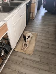 Lost Male Dog last seen I27 and 42nd Street, Lubbock, TX 79407