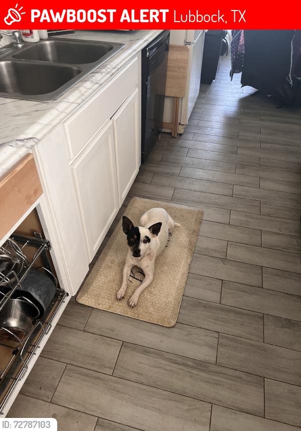 Lost Male Dog last seen I27 and 42nd Street, Lubbock, TX 79407