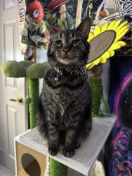 Lost Male Cat last seen Goat hollow road , Clay Township, IN 46158