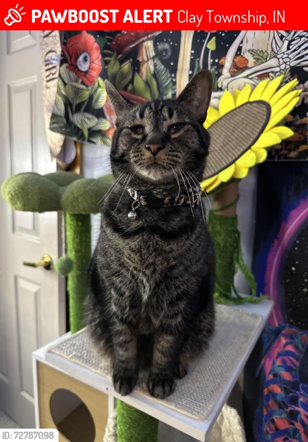 Lost Male Cat last seen Goat hollow road , Clay Township, IN 46158