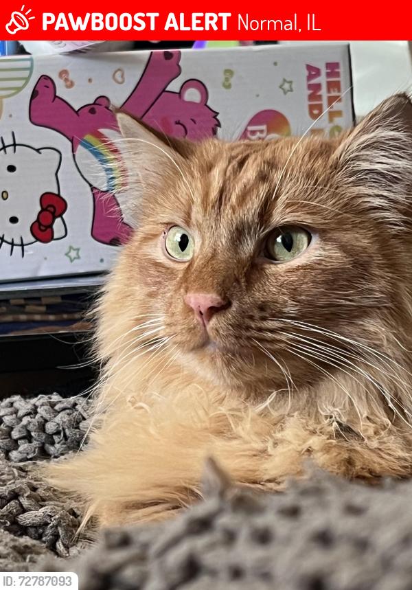 Lost Male Cat last seen College Park Christian Church. W College Ave & N Cottage Ave, Normal, IL 61761
