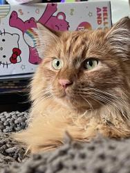 Lost Male Cat last seen College Park Christian Church. W College Ave & N Cottage Ave, Normal, IL 61761