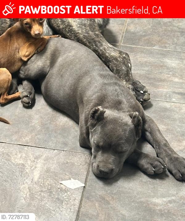 Lost Female Dog last seen T st , Bakersfield, CA 93304