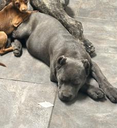 Lost Female Dog last seen T st , Bakersfield, CA 93304