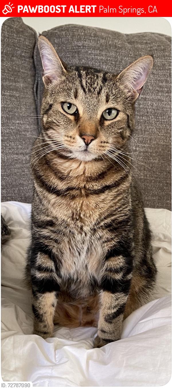 Lost Male Cat last seen N Via Miraleste and Vista Chino, Palm Springs, CA 92262