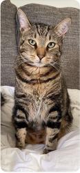 Lost Male Cat last seen N Via Miraleste and Vista Chino, Palm Springs, CA 92262