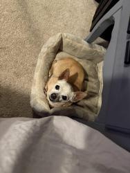 Lost Female Dog last seen Eucalyptus, Moreno Valley, CA 92555