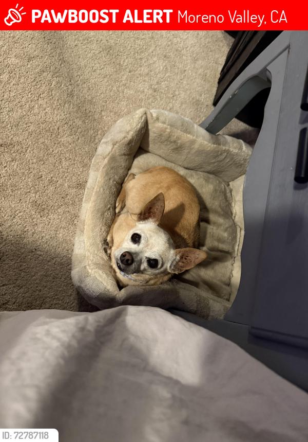 Lost Female Dog last seen Eucalyptus, Moreno Valley, CA 92555