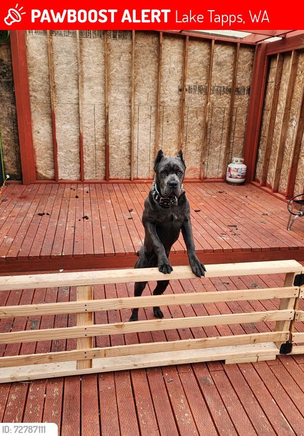 Lost Male Dog last seen Lake Tapps road , Lake Tapps, WA 98391