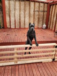 Lost Male Dog last seen Lake Tapps road , Lake Tapps, WA 98391