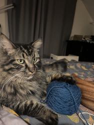 Lost Male Cat last seen Blake rd and Brodin Lane, Watsonville, CA 95076