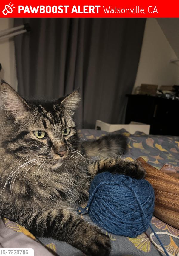 Lost Male Cat last seen Blake rd and Brodin Lane, Watsonville, CA 95076
