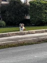 Found/Stray Female Dog last seen Frazier and Cantey street - would not let me come near, Fort Worth, TX 76110