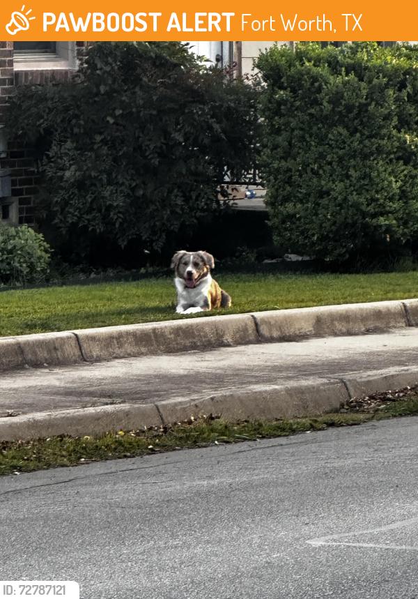 Found/Stray Female Dog last seen Frazier and Cantey street - would not let me come near, Fort Worth, TX 76110