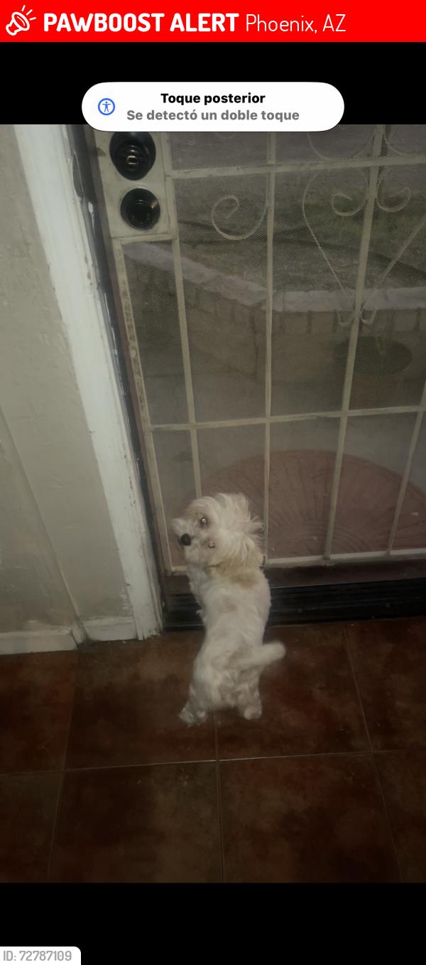 Lost Female Dog last seen 73rd Turney ave , Phoenix, AZ 85033