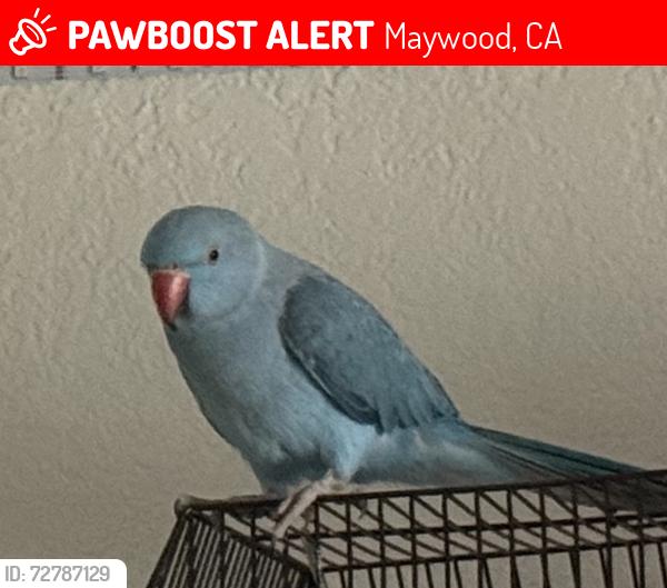 Lost Unknown Bird last seen Palm ave Maywood , Maywood, CA 90201