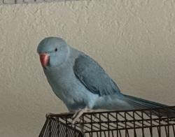 Lost Unknown Bird last seen Palm ave Maywood , Maywood, CA 90201