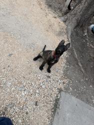 Lost Male Dog last seen Pleasanton Rd, San Antonio, TX 78264
