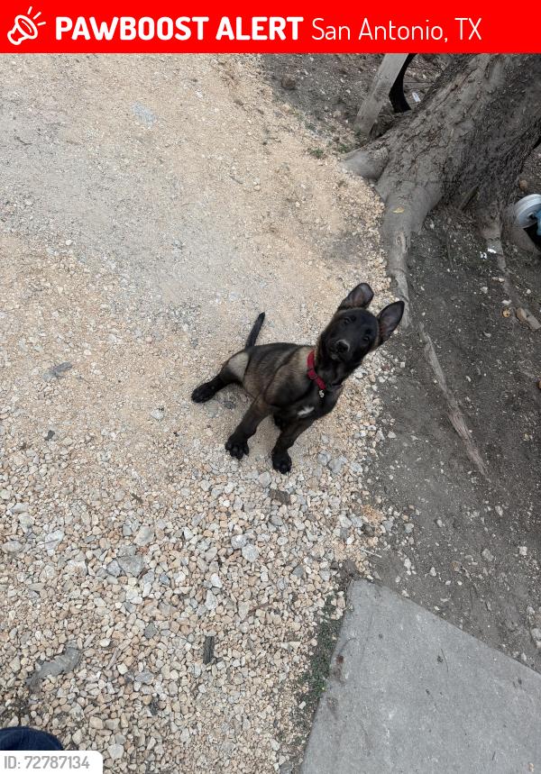 Lost Male Dog last seen Pleasanton Rd, San Antonio, TX 78264