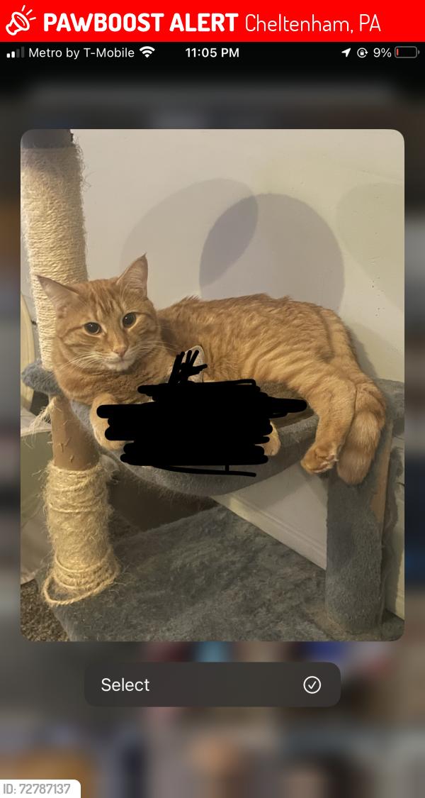 Lost Male Cat last seen ryers ave and old soldiers, Cheltenham, PA 19111