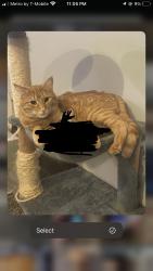 Lost Male Cat last seen ryers ave and old soldiers, Cheltenham, PA 19111