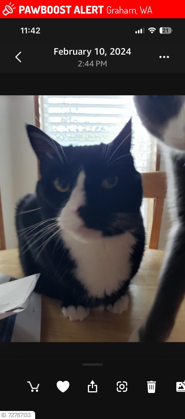 Lost Male Cat last seen 200th/Meridian, Graham, WA, Graham, WA 98375