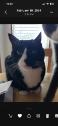 Lost Male Cat last seen 200th/Meridian, Graham, WA, Graham, WA 98375