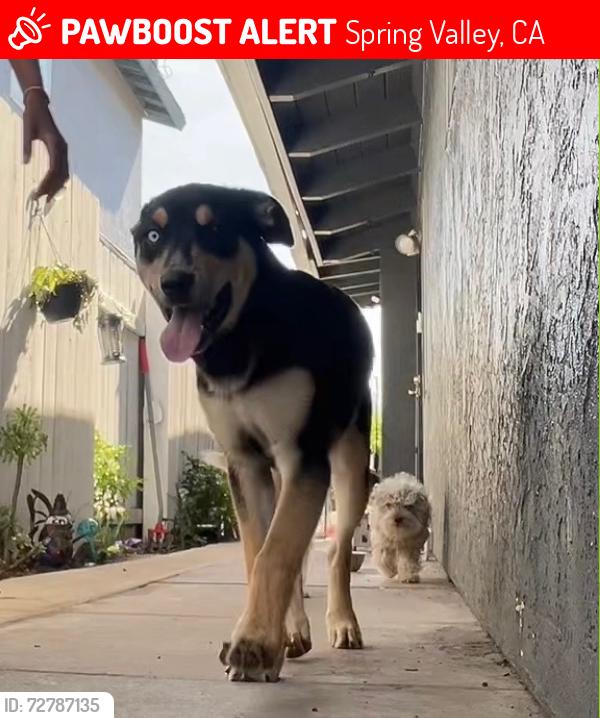 Lost Male Dog last seen Bancroft and Rosedale Drive , Spring Valley, CA 91977