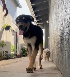 Lost Male Dog last seen Bancroft and Rosedale Drive , Spring Valley, CA 91977