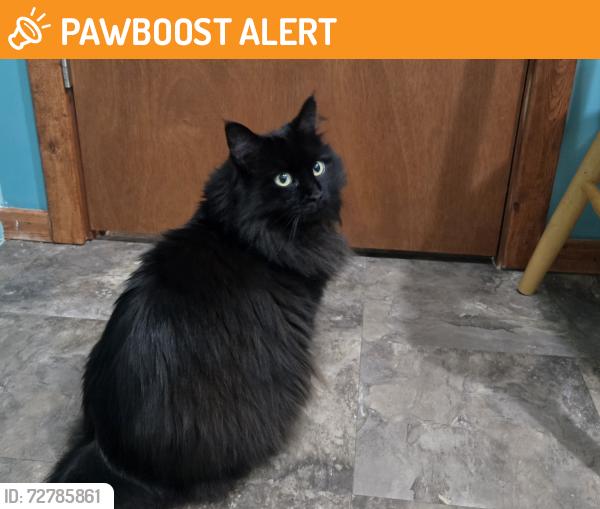 Found/Stray Male Cat last seen Huron River , Brownstown Township, MI 48173