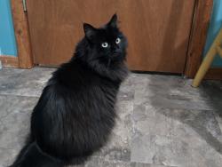Found/Stray Male Cat last seen Huron River , Brownstown Township, MI 48173