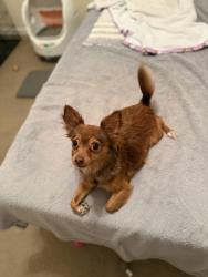 Found/Stray Female Dog last seen Arlington Meadows Dr, Jacksonville, NC 28546