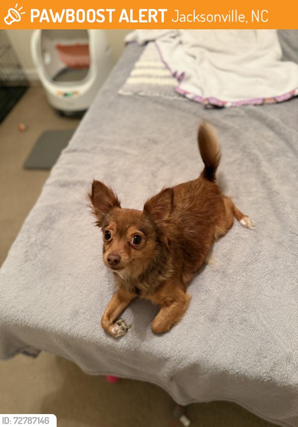 Found/Stray Female Dog last seen Arlington Meadows Dr, Jacksonville, NC 28546