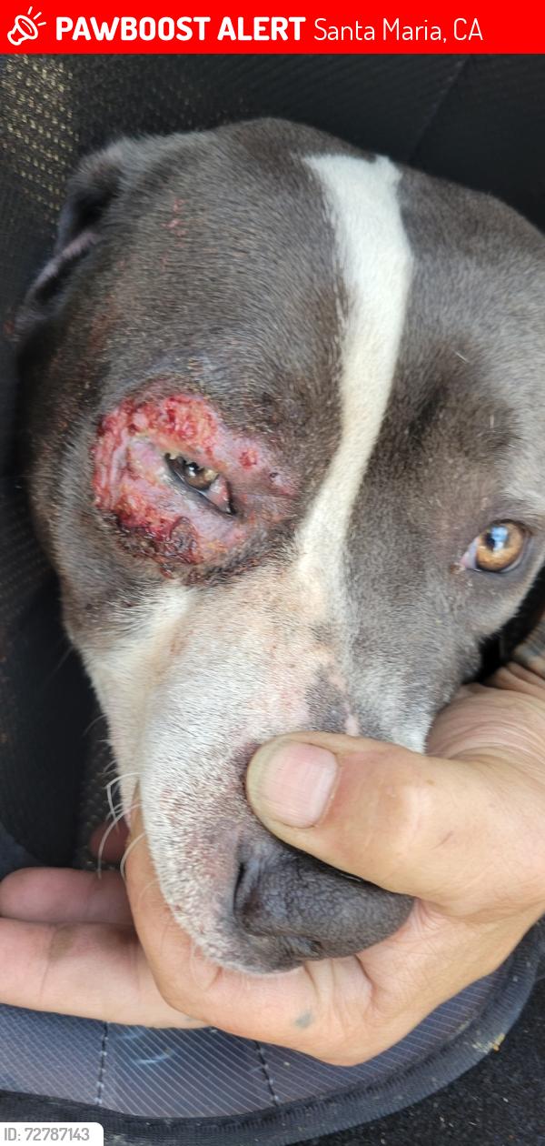 Lost Female Dog last seen Donovan and railroad , Santa Maria, CA 93458
