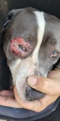 Lost Female Dog last seen Donovan and railroad , Santa Maria, CA 93458