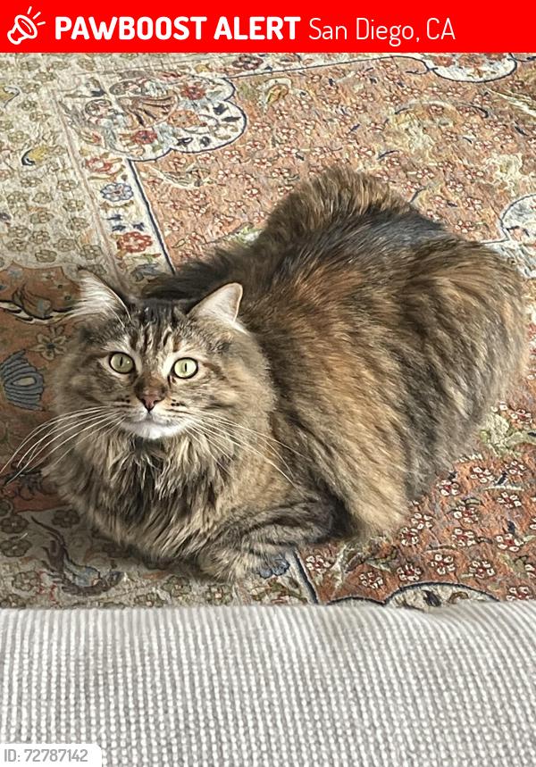 Lost Female Cat last seen Kensington, north end near Marlborough, San Diego, CA 92116