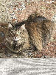 Lost Female Cat last seen Kensington, north end near Marlborough, San Diego, CA 92116