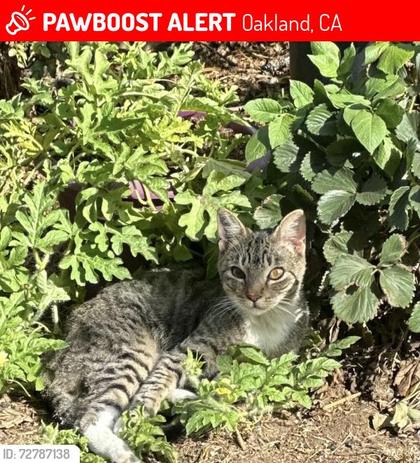 Lost Male Cat last seen Nicol Ave &Champion street , Oakland, CA 94602
