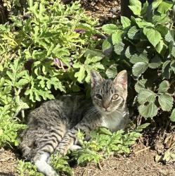 Lost Male Cat last seen Nicol Ave &Champion street , Oakland, CA 94602
